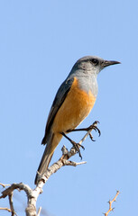 Monticole de roche, Merle de roche,.Monticola saxatilis, Common Rock Thrush