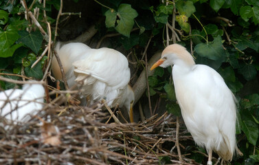 Héron garde boeufs,.Bubulcus ibis, Western Cattle Egret