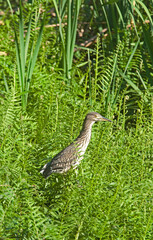 Crabier chevelu,.Ardeola ralloides, Squacco Heron
