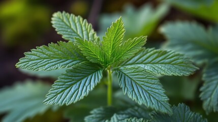 Fototapeta premium Close Up of Green Leaves: Nature's Intricate Design