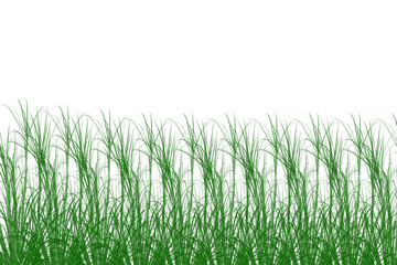 Obraz premium green grass isolated on transparent background