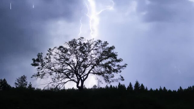 Dramatic dolly video of lightning striking a tree in a dark forest, with contrasting light and shadow