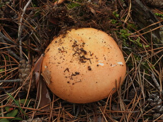 Muchomor cesarski grzyb trujący występujący w europejskich lasach  © Maciej