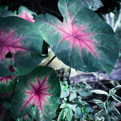 Green jungle leaves, natural wallpapers