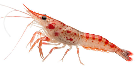 Red Cherry Shrimp Neocaridina davidi isolated transparent background