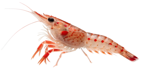 Red Cherry Shrimp Neocaridina davidi isolated transparent background