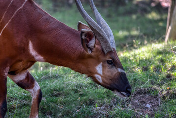 Mountain bongo