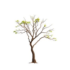 tree isolated on white