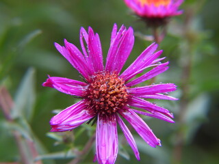 Obraz premium fioletowy aster piękny kwiat jesienny