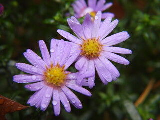 piękne fioletowe kwiaty jako dekoracja jesiennego ogrodu © Maciej