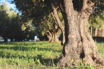 Obraz premium A detailed shot capturing the trunk of an olive tree, showcasing the textured bark and the strength of the tree