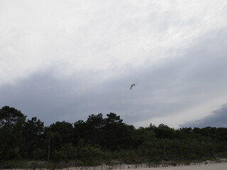 Bird in flight over forest under cloudy sky on the coast