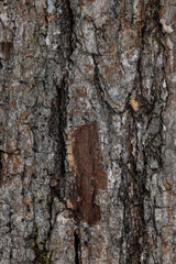 texture of tree bark with gray, brown and tan colors, background photo, grain pattern with copy space