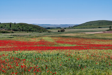 Field of Red Poppies in Spain
