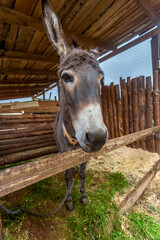 Fenced wooden paddock with domestic donkeys
