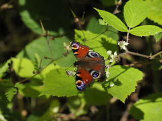 Peacock butterfly on green leaf in summer forest