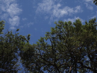Tree tops against a blue sky with clouds on a summer day