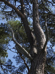 Massive branch of an old tree against blue sky and green foliage