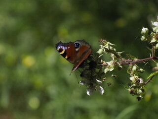 Butterfly on a blooming branch in a summer garden, close-up