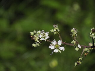 Blooming branch of a wild plant with white flowers on a green background
