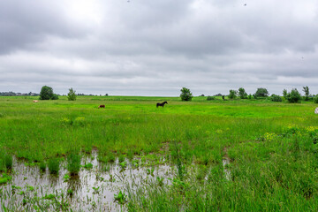 A beautiful brown horse grazes on a flowering sunny meadow in a field along with a herd of horses. Purebred mare on pasture in summer
