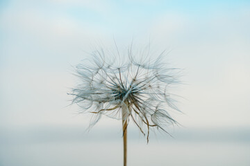Fototapeta premium Beautiful natural background with dandelion.
