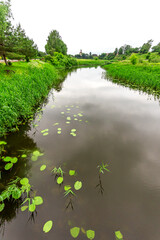 Beautiful white Water lily (nuphar lutea) in the clear pound. Underwater shot in the lake. Nature habitat. Underwater landscape.A stack of water lilys seen from underwater