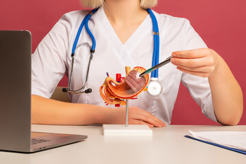 doctor nephrologist pointing at stomach anatomical model
