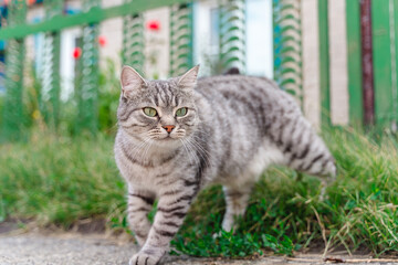 Beautiful street cat meows with its mouth open outside in summer