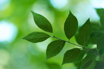 Green leaves background. Selective and soft focus. Copy space.	