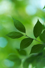 Green leaves background. Selective and soft focus. Copy space.	