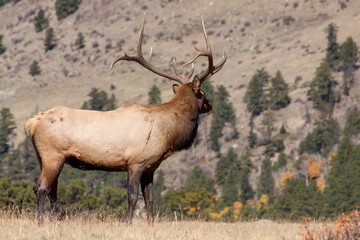Obraz premium Bull Elk During the Rut in Autumn in Colorado
