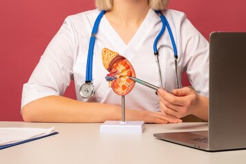 doctor nephrologist pointing anatomical model human kidney on his desktop