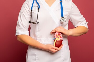nurse woman is holding anatomical model human kidney . Help and care concept