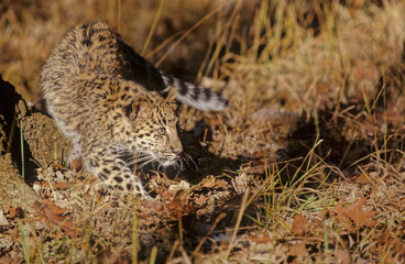 Amur leopard