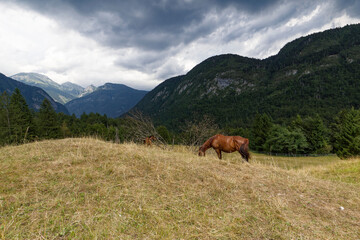 Horse in the mountains. Triglav National Park, Slovenia.