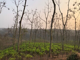 Sreemangal tea garden in Sylhet
