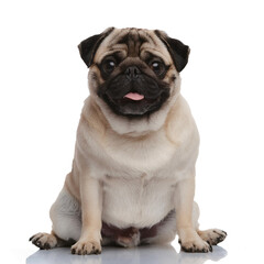 Pug Dog is sitting showing cute expression isolated
