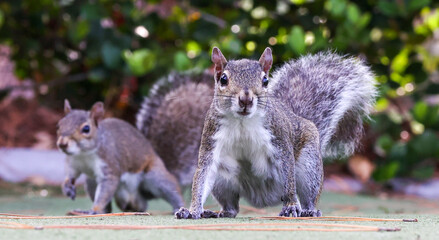 squirrel in the park