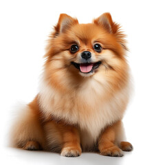 Fototapeta premium Pomeranian Dog is sitting showing cute expression