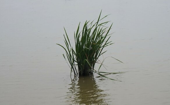 photo of rice plants in the middle of a rice field full of water
