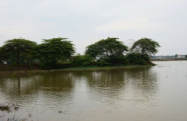 photo of a lake in a rice field, with lots of clean water
