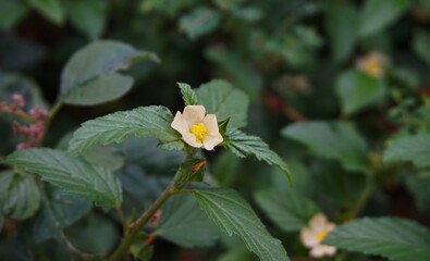 Prickly malvastrum, this plant grows wild in gardens, with beautiful white flowers.