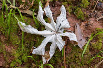 Dry, dead leaf on the ground