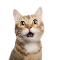 Fototapeta premium Funny Cat ​​expression or funny pose isolated