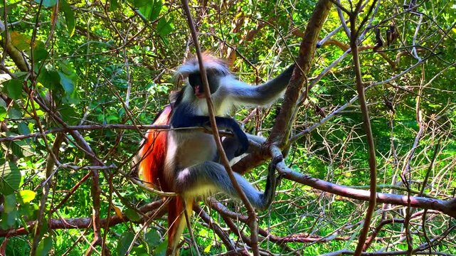Aesthetic view of red colobus monkey in Zanzibar sitting on tree branches: close-up of this endemic species in its natural habitat, highlighting the beauty of tropical biodiversity