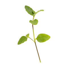 Fresh green wild benghal dayflower leaves branch isolated on transparent background