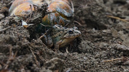 frogs that camouflage like the color of the ground