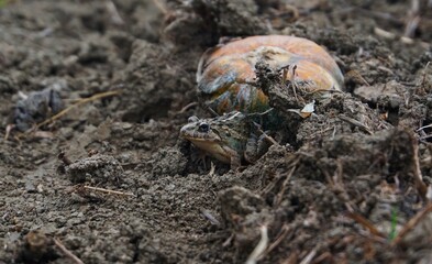 photo of a frog that has a unique color, like the ground, so it looks camouflaged with the ground