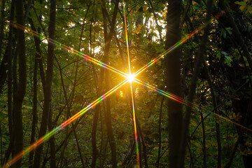 Spectra of the setting sun.
When light passes through the crown of a tree, patterns are formed.
